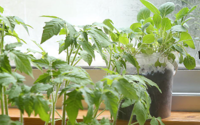 大棚育苗空气温度监测方案